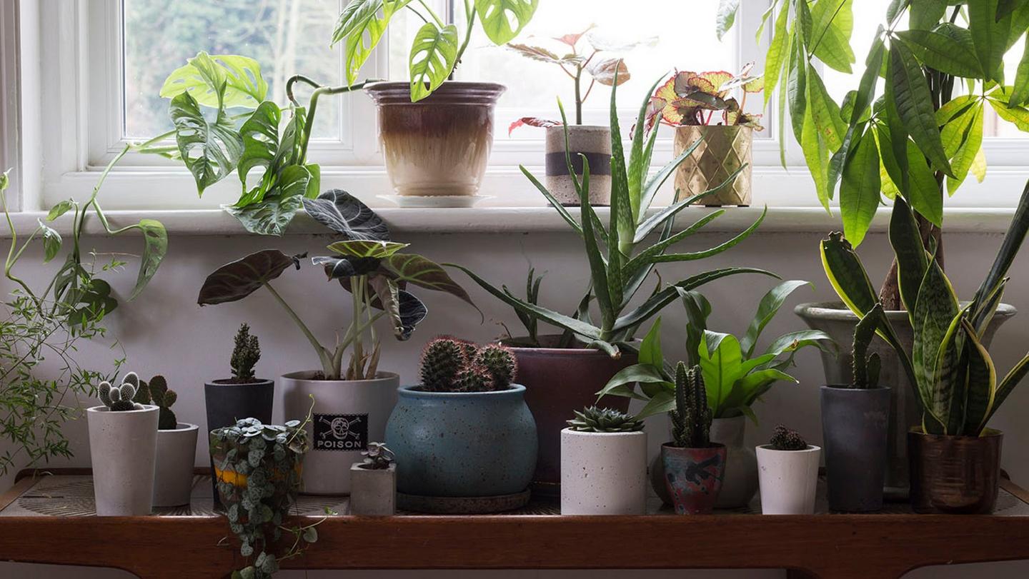  An assortment of potted houseplants arranged on a window sill.